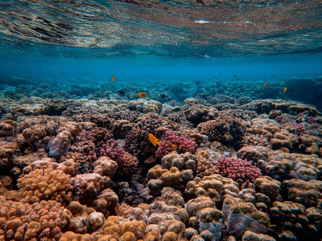 cozumel reefs