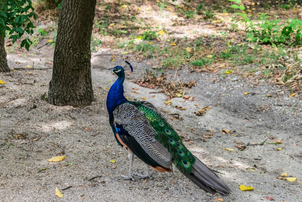 peacock-nature