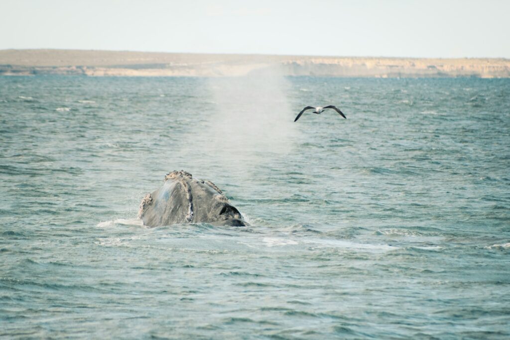 BALEIAS  puerto madryn