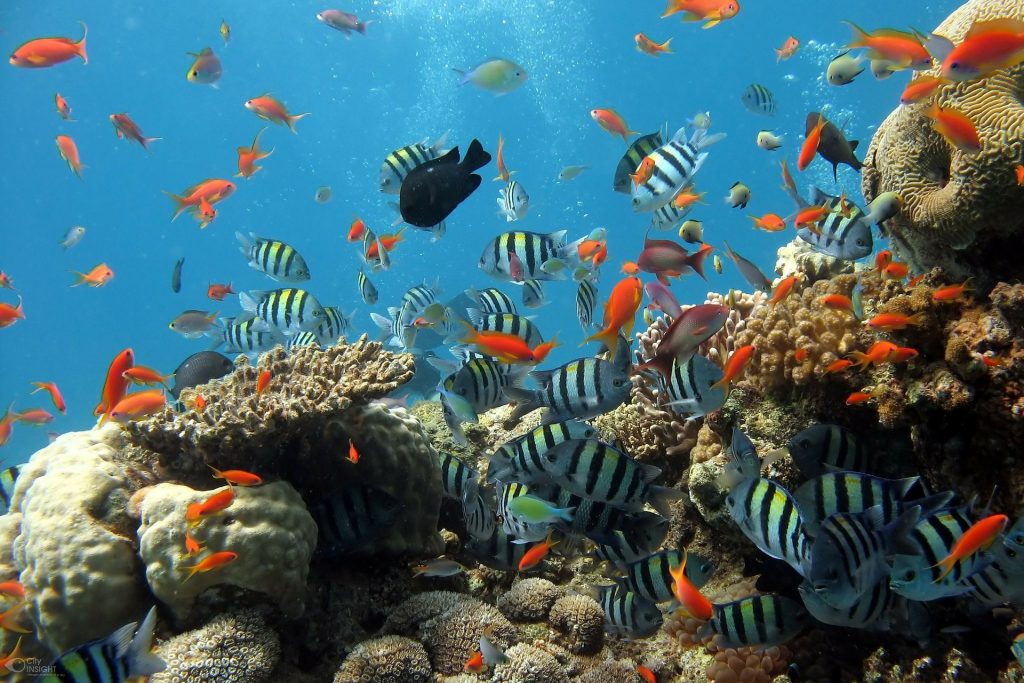 Arrecifes Cozumel