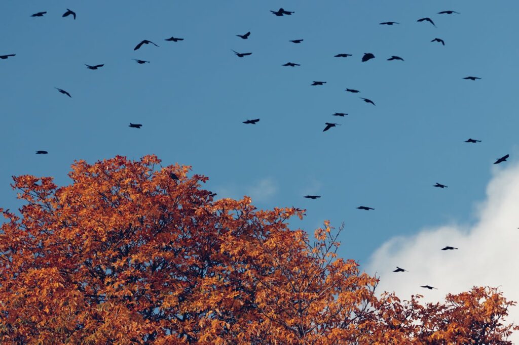 otoño en estados unidos