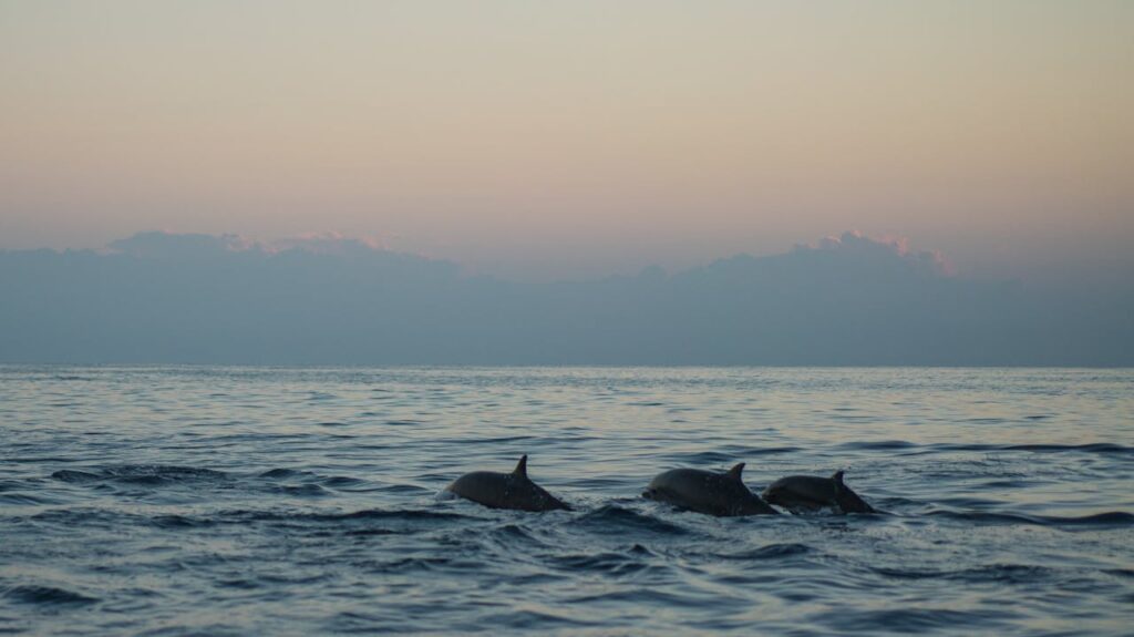 delfines